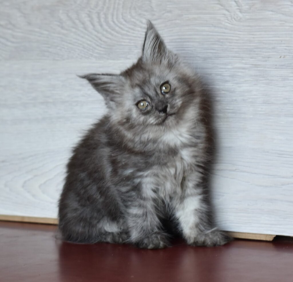 Gretta Maine Coon  Female (Available) $2800