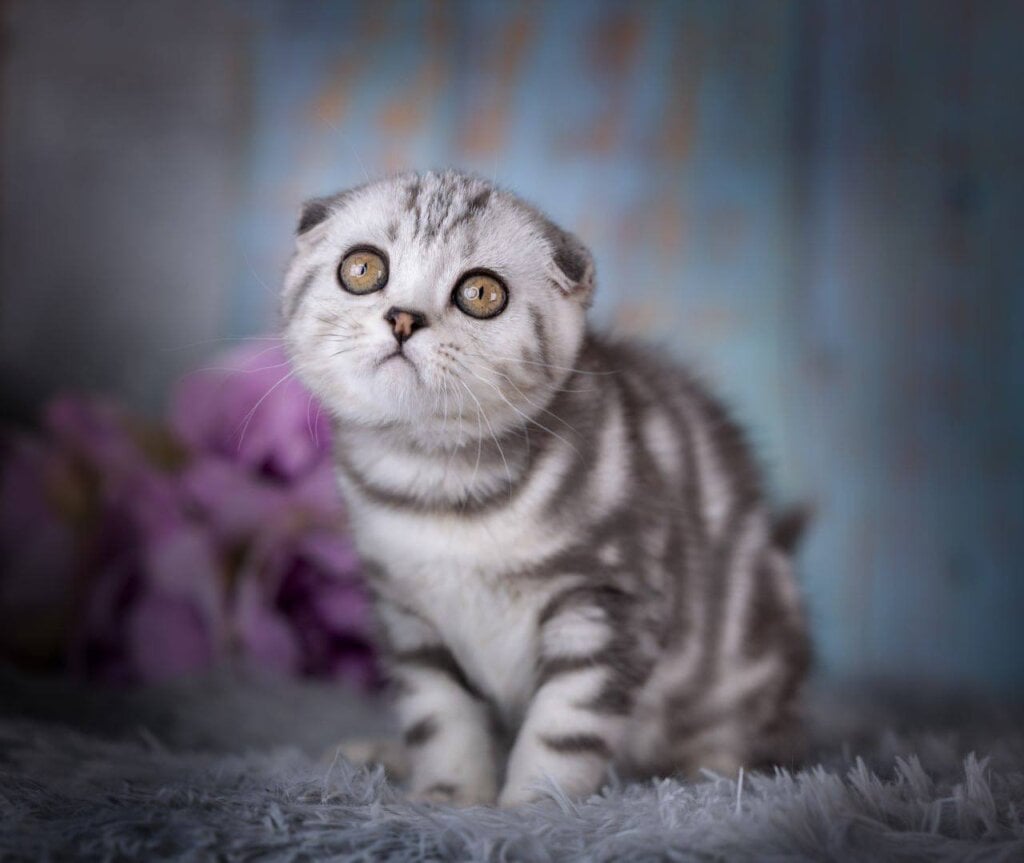 Nala Scottish Fold Female (Available) $2850