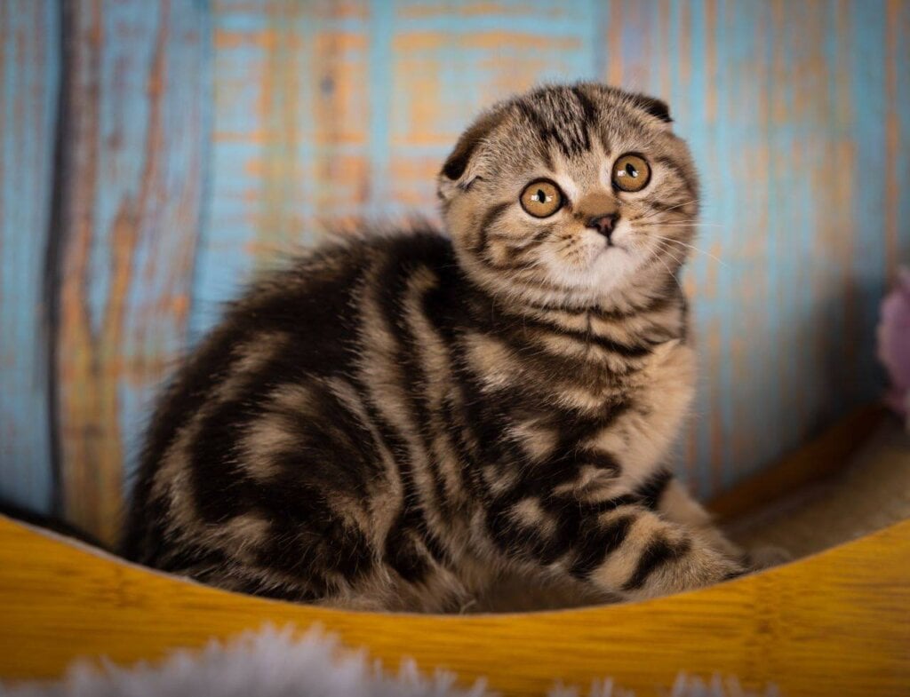 Naomi Scottish Fold Female (Available) $2800