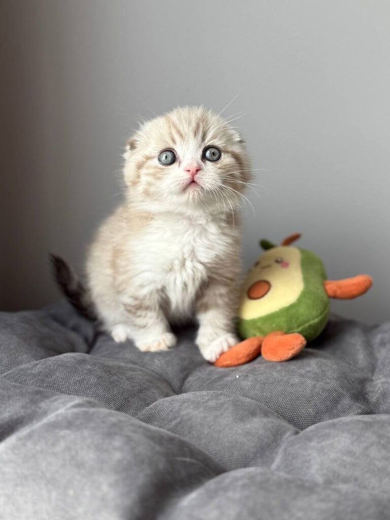 Jasper Scottish Fold  Male (Available) $2950