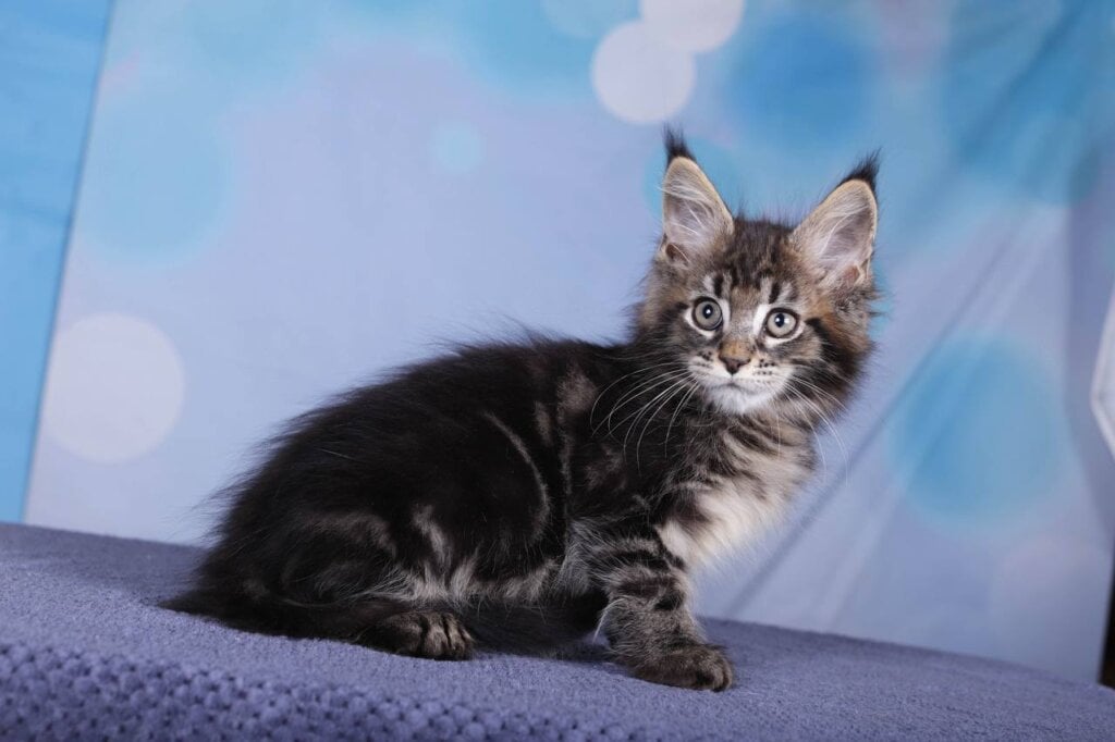 Fabian Maine Coon POLY Male (Available) $3300