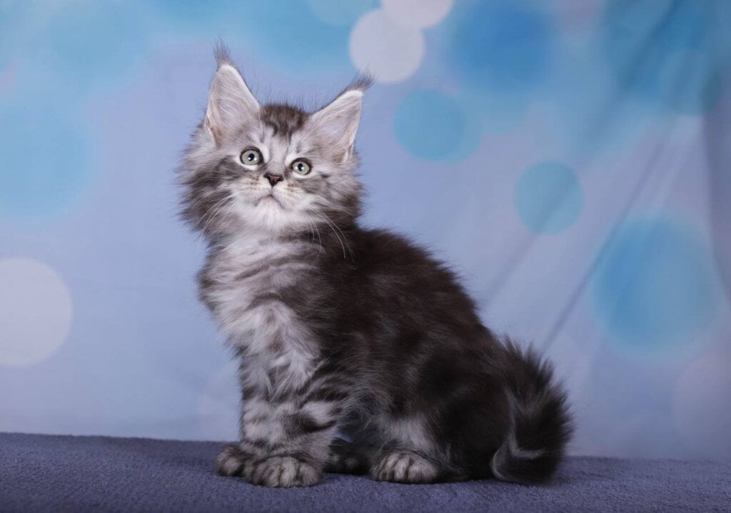 Ferrari Maine Coon POLY Male (Available) $3450