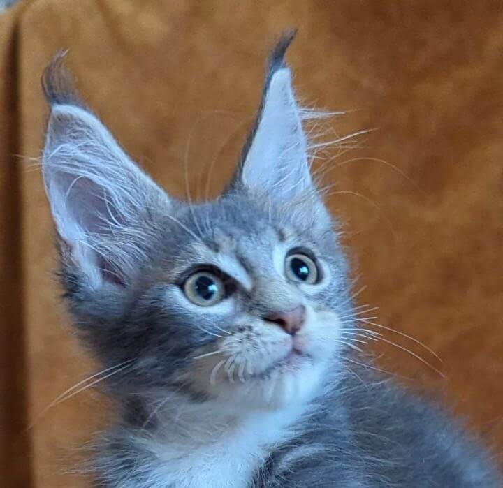 Alvaro Maine Coon  Male (Available) $2850