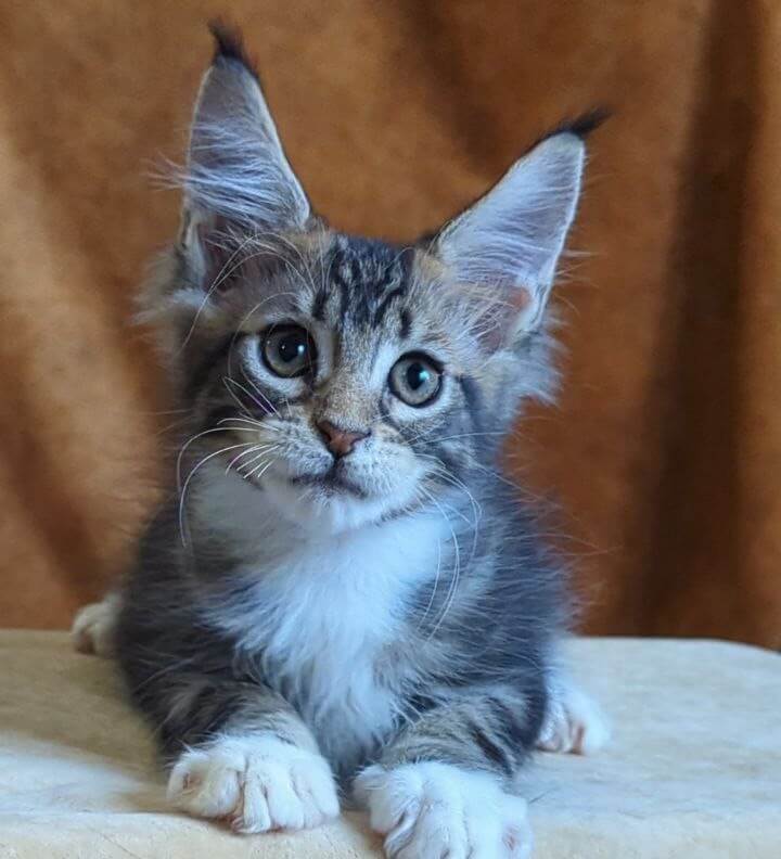 Arthur Maine Coon  Male (Available) $2800