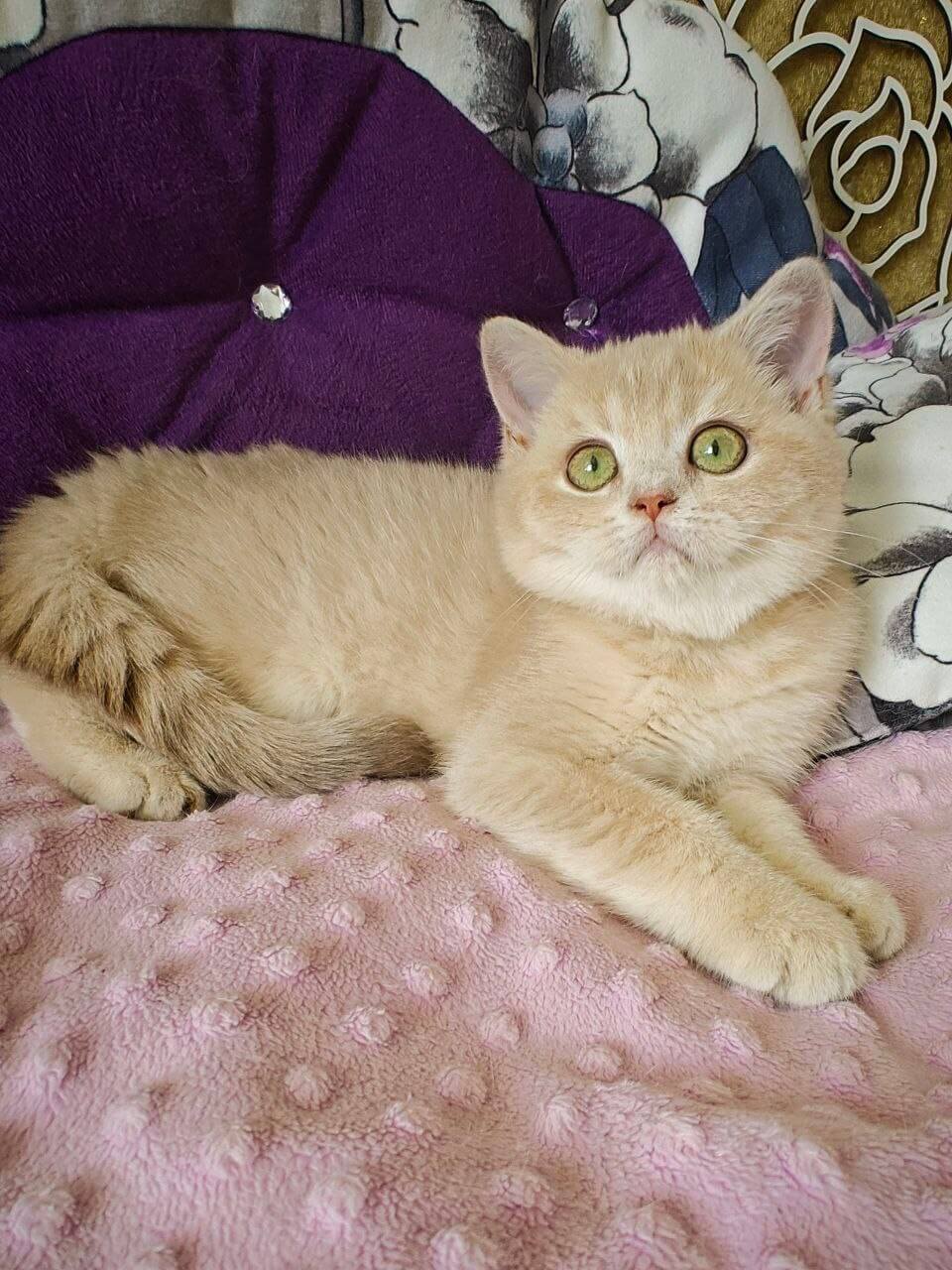 Odri British Shorthair Female (Available) $2800