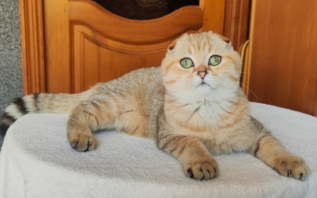 Nico Scottish Fold  Male (Available) $2600