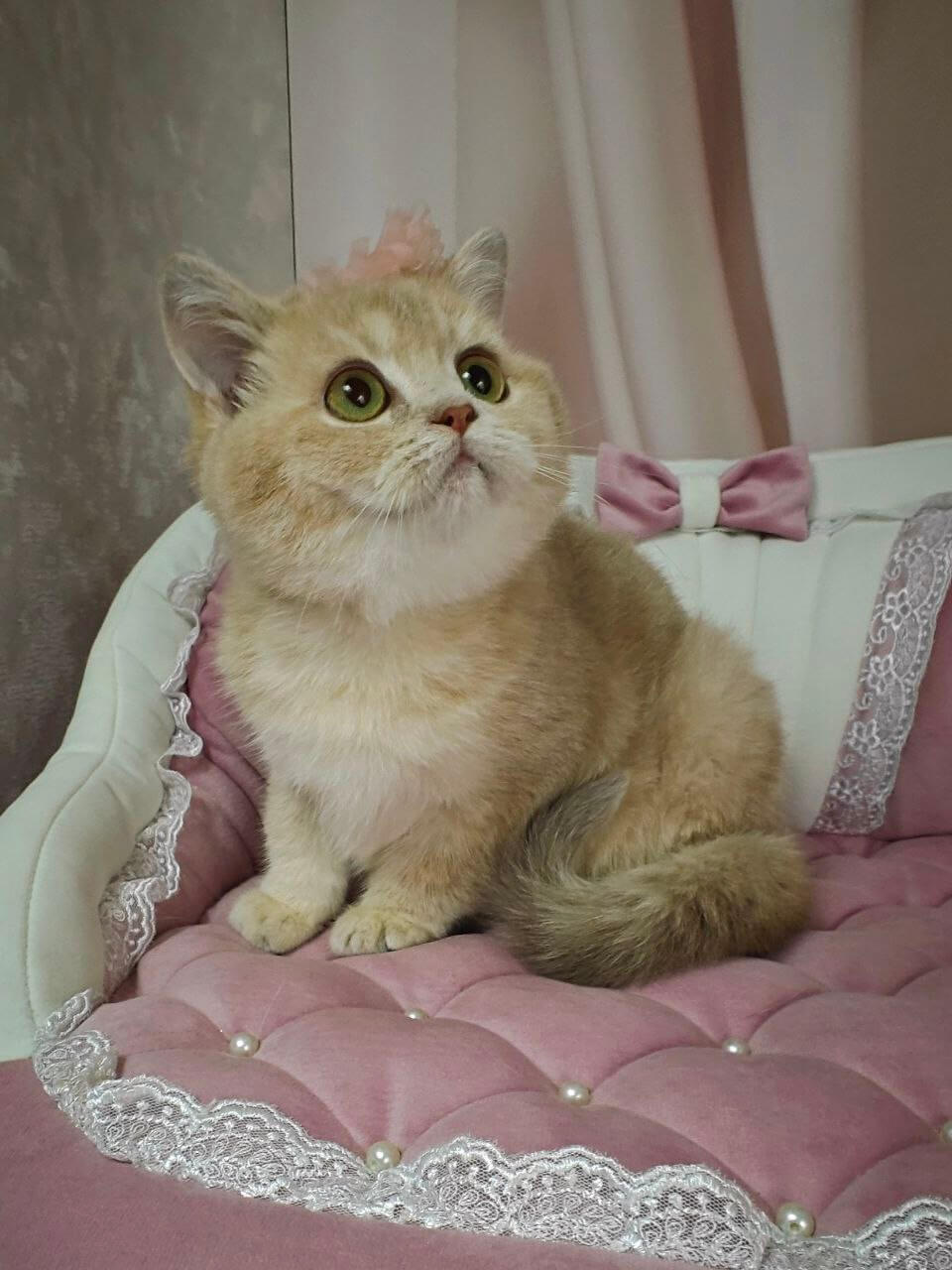 Odri British Shorthair Female (Available) $2800