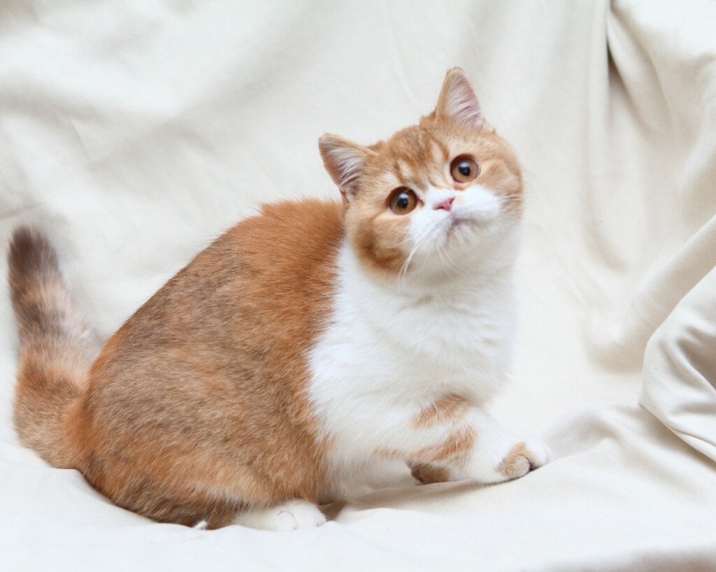 Kvitka British Shorthair Female (Available) $3000