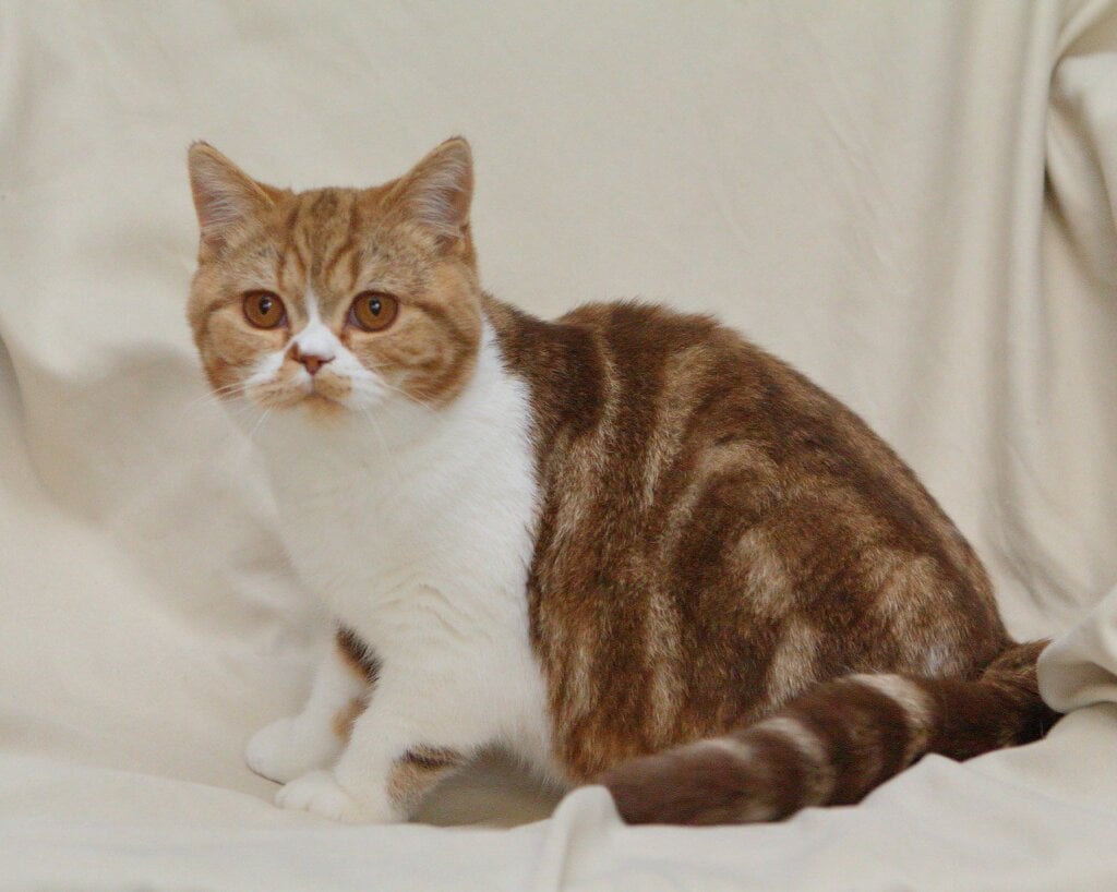 Kus-Kus British Shorthair  Male (Available) $2600