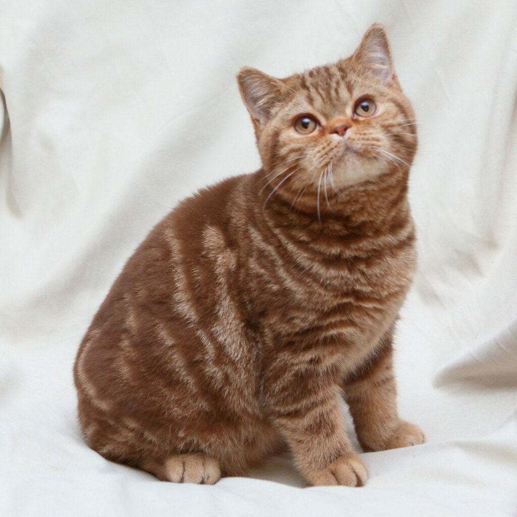 Kuzma British Shorthair Male (Available) $3100