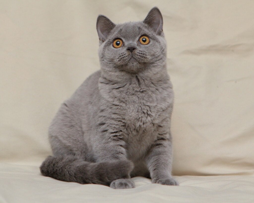 Lapushka British Shorthair Female (Available) $2900