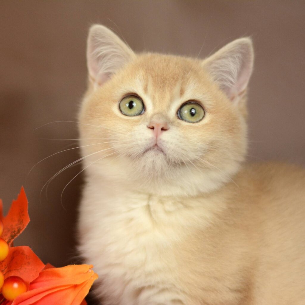 Queen British Shorthair  Female (Available) $3100