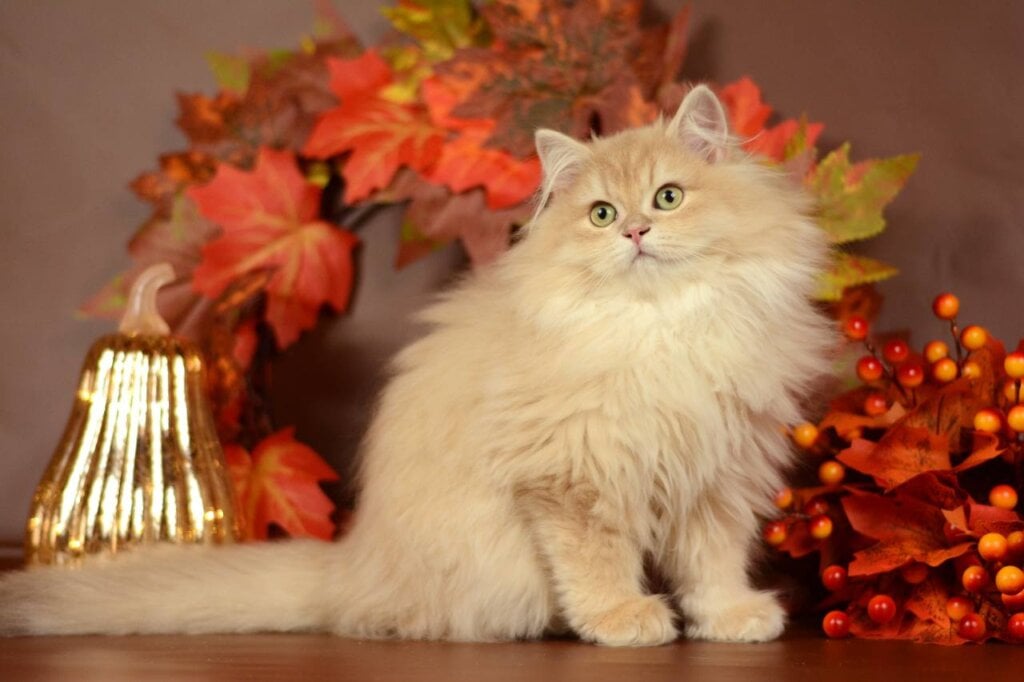 Quillie British Longhair  Male (Available) $3050