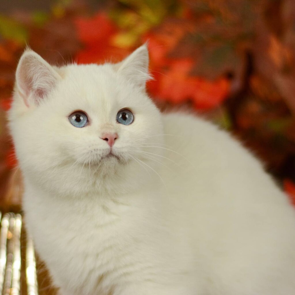 Quixy British Shorthair Female (Available) $2600