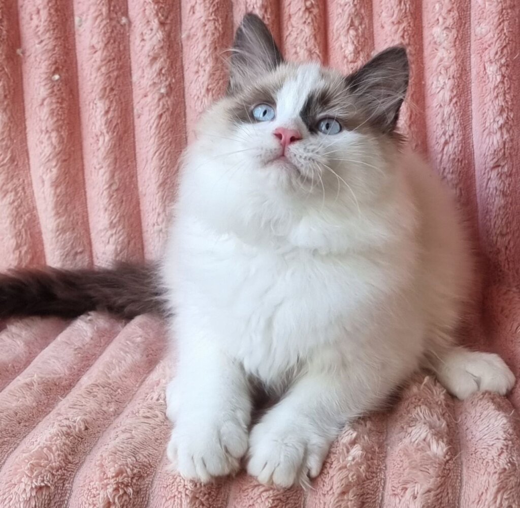 Udjyn Siberian Male (Available) 50 - photo 1