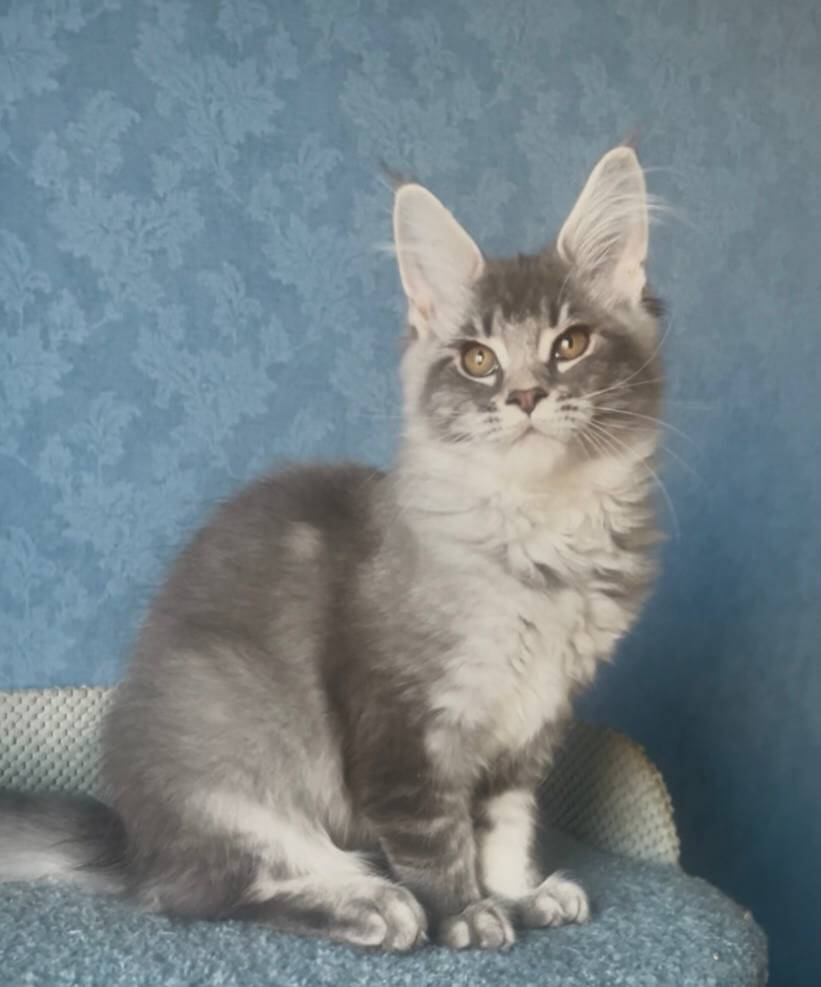 Kira Maine Coon Female (Available) 50 - photo 1