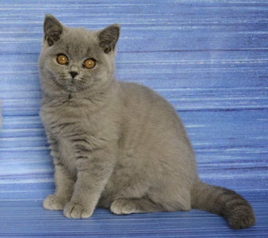 Janine British Sorthair Blue Female (Reserved) 00 - photo 1