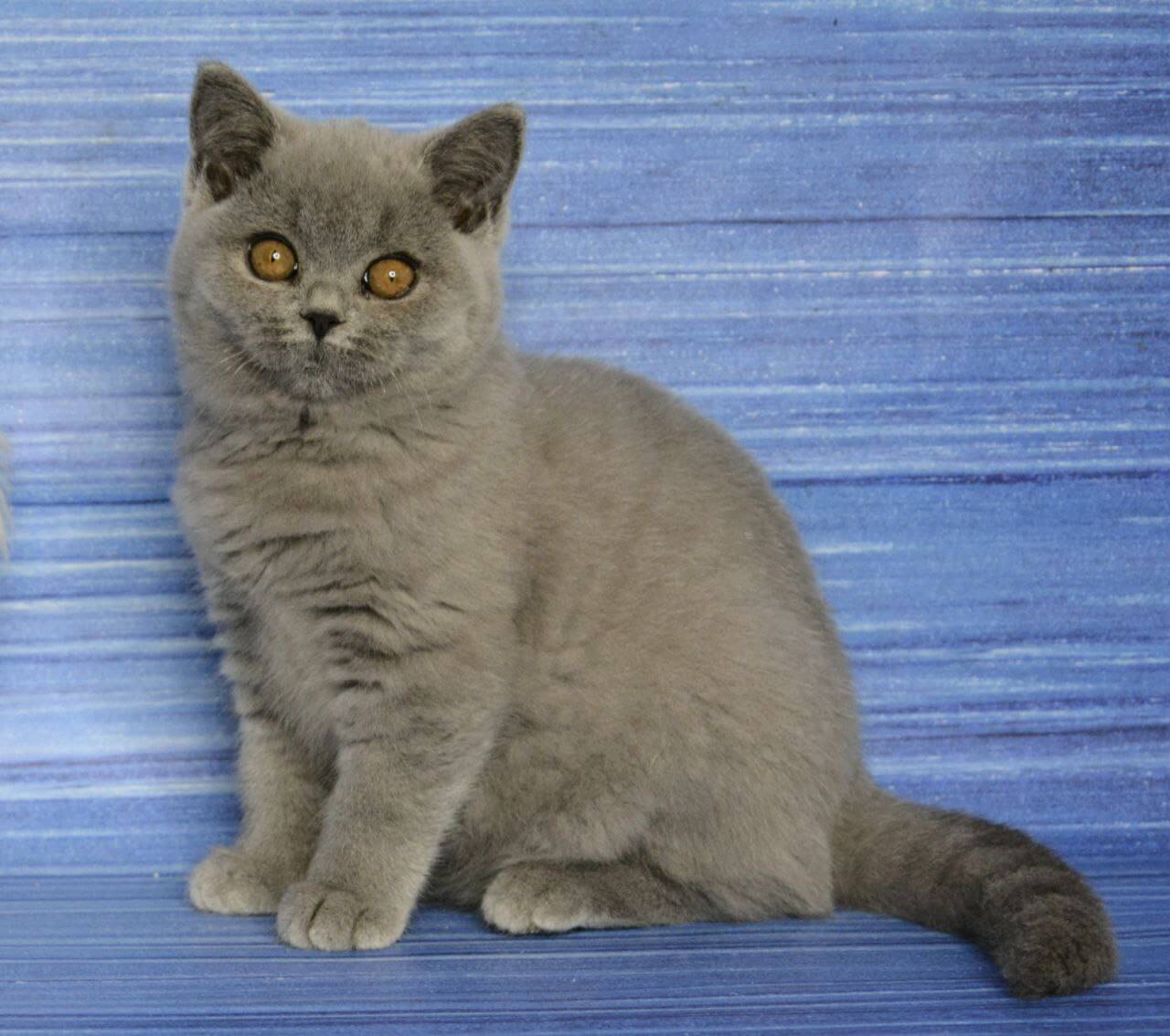 Janine British Sorthair  Female (Available) $2700