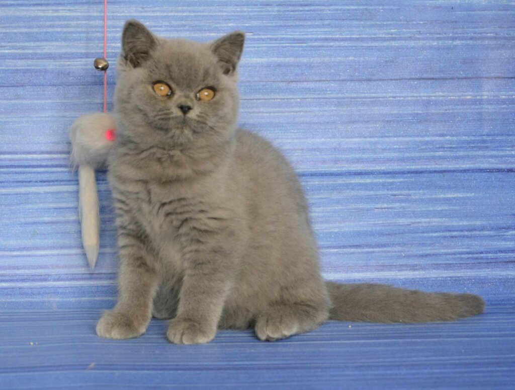 Jean British Shorthair Blue Male (Available) $2700