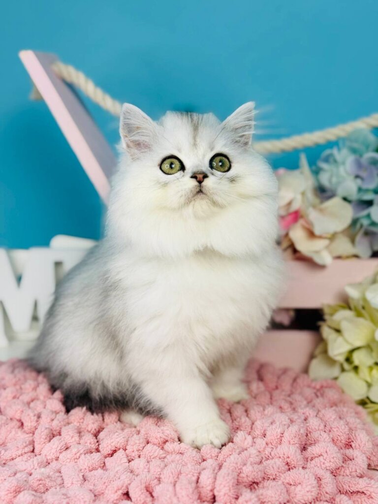 Quo Scottish Straight  Male (Available) 50 - photo 1