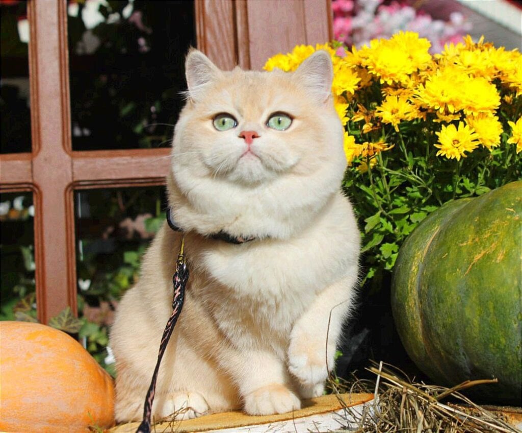 Sofi British Shorthair Female (Available) $3100