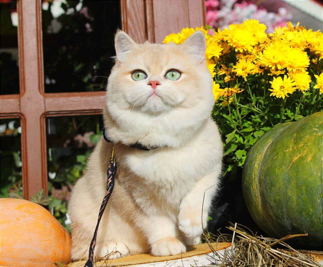 Sofi British Shorthair Female (Available) $3100