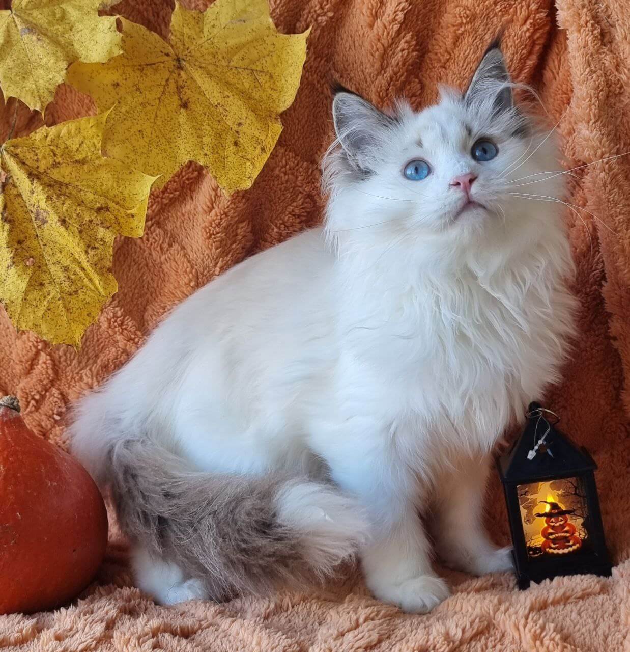 Photo 2025 10 31 13 31 51 4