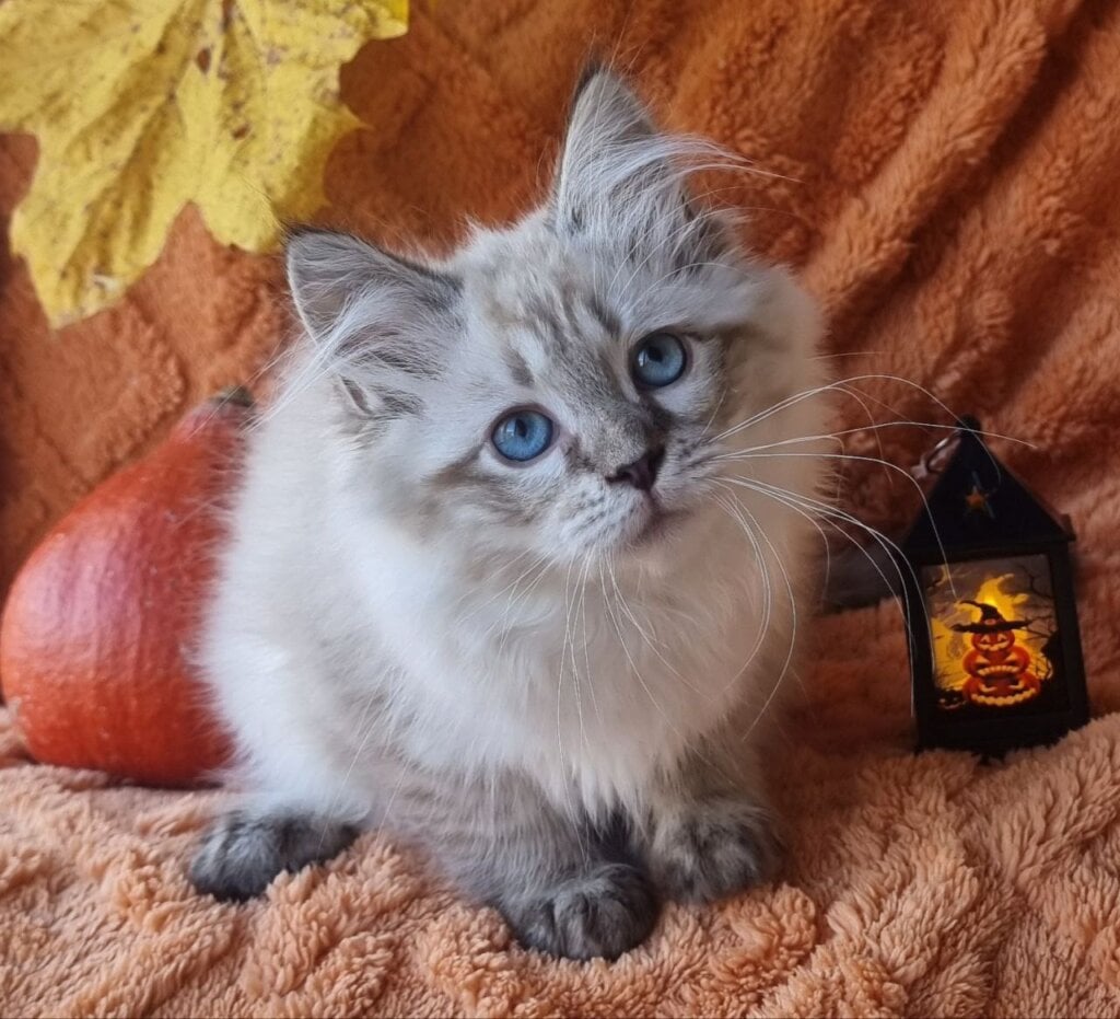 Tiana Siberian Female (Available) 00 - photo 1