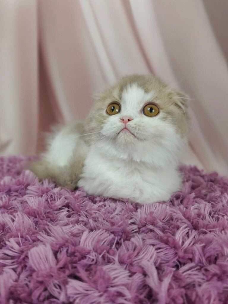 Rafael Scottish Fold Male (Available) 00 - photo 1
