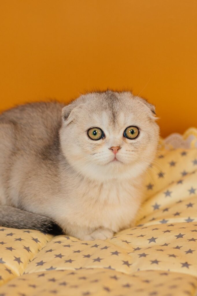 Vivian Scottish Fold Female (Available) 00 - photo 1