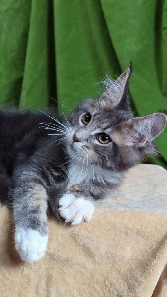 Alvaro Maine Coon Blue Male (Available) 50 - photo 1