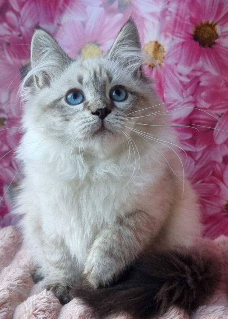 Tiana Siberian Female (Available) 00 - photo 1