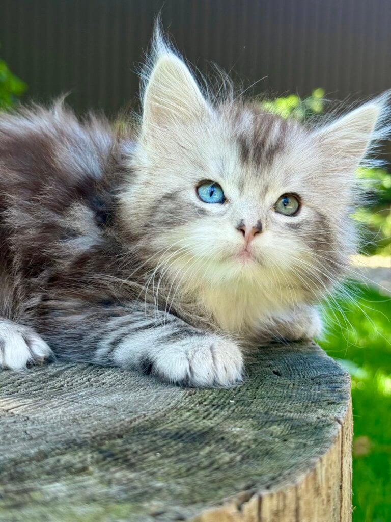 Nilla Maine Coon  Female (Available) $3800