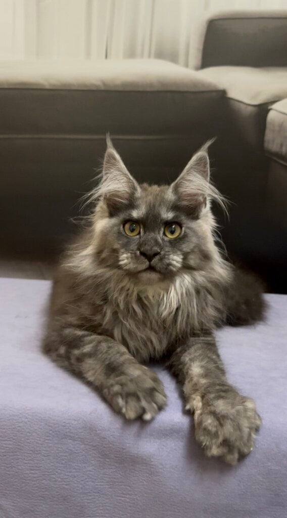 Soul Maine Coon  Female (Available) $3100