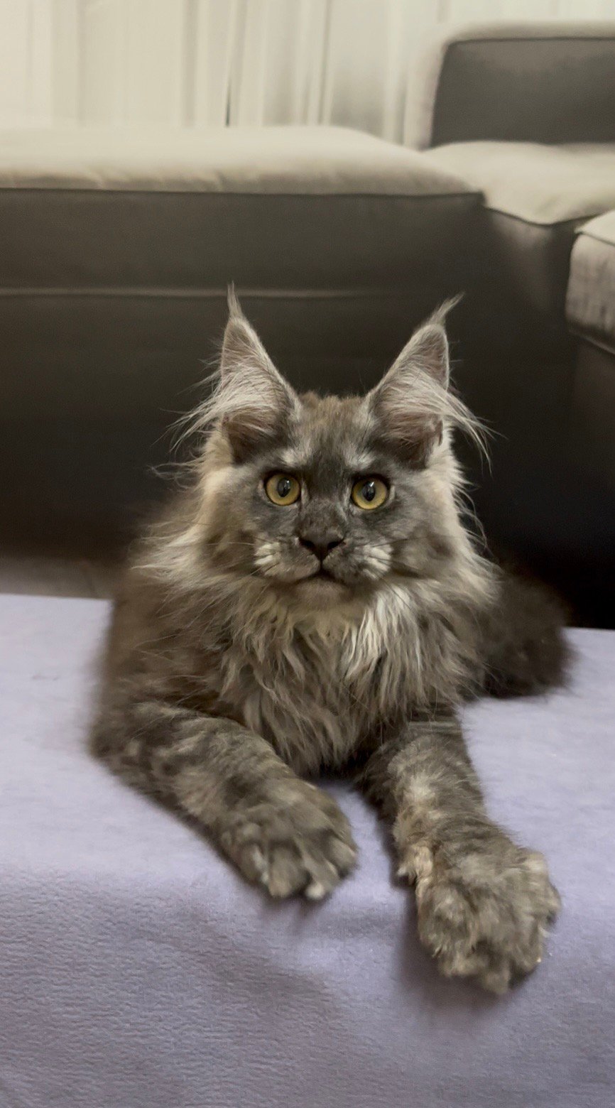 Soul Maine Coon  Female (Available) $3100