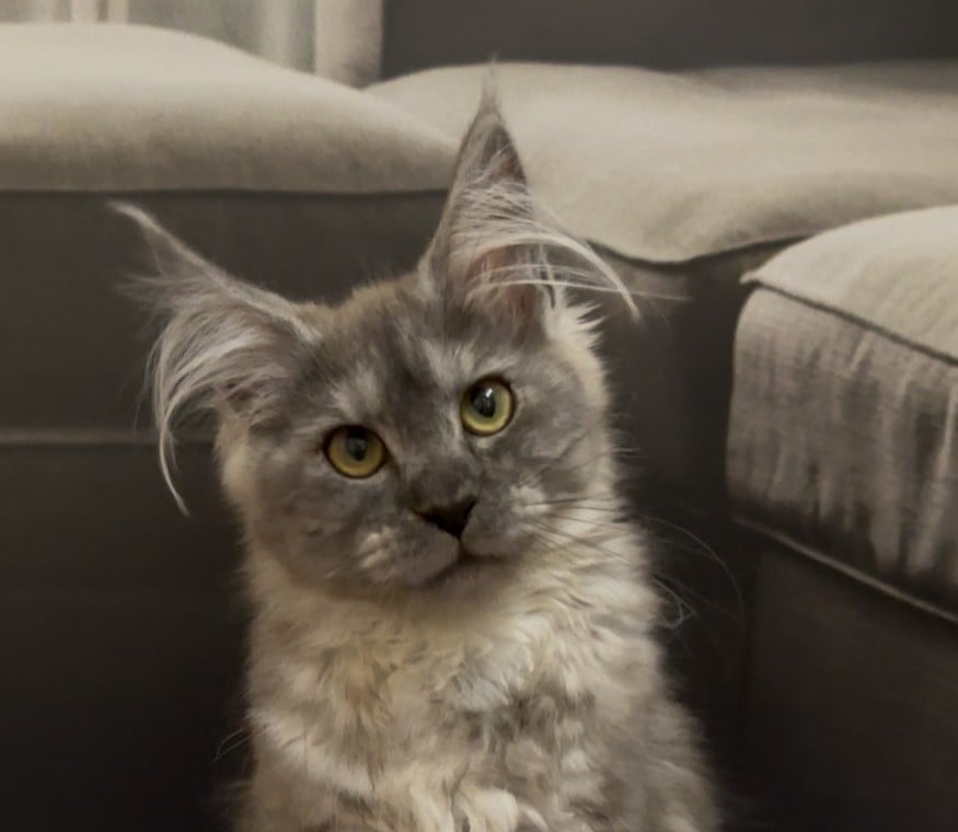 Song Maine Coon POLY  Female (Available) $3600