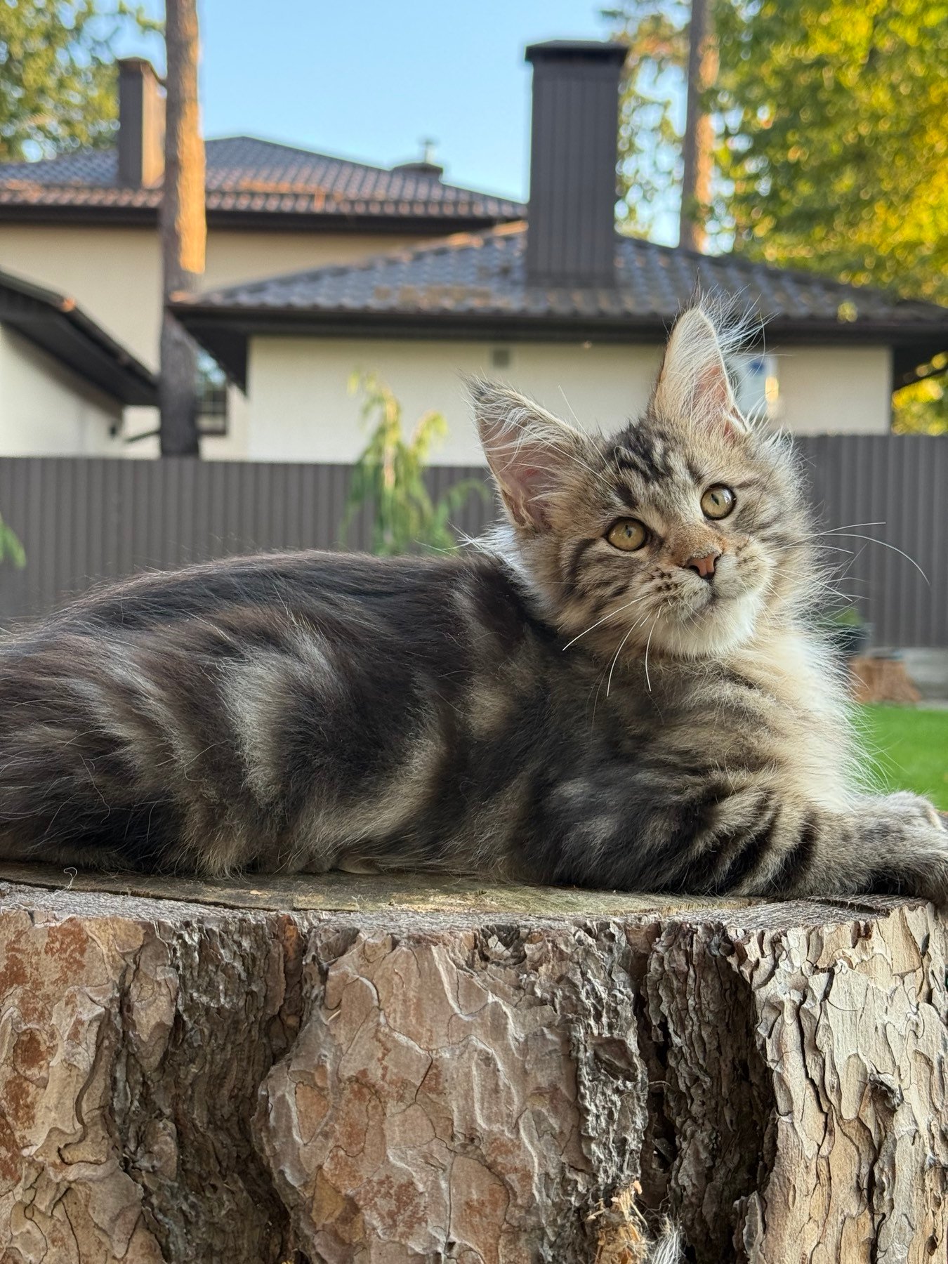 Baron Maine Coon Male (Available) $2800