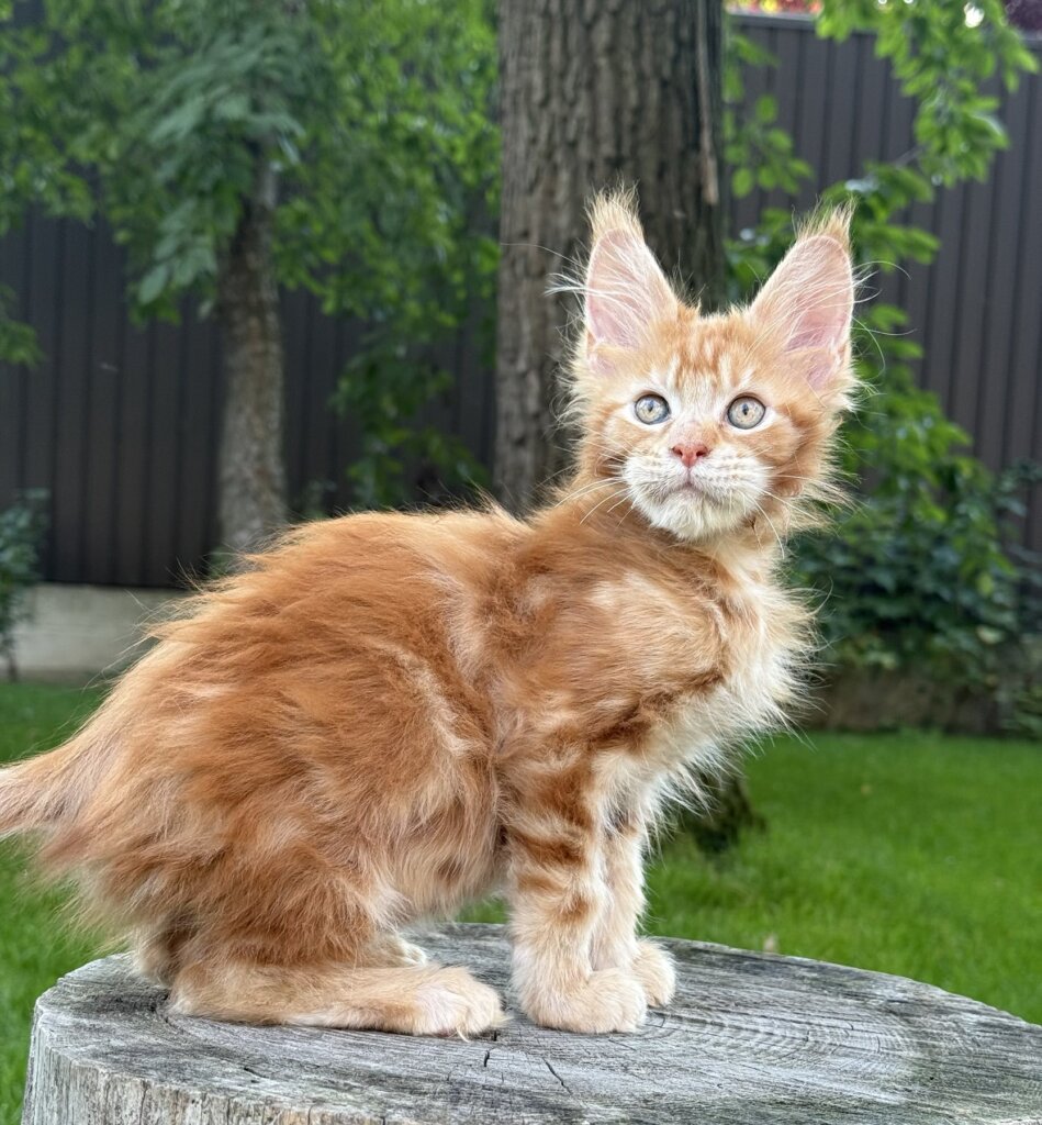 Winner Maine Coon  Male (Reserved) 00 - photo 1