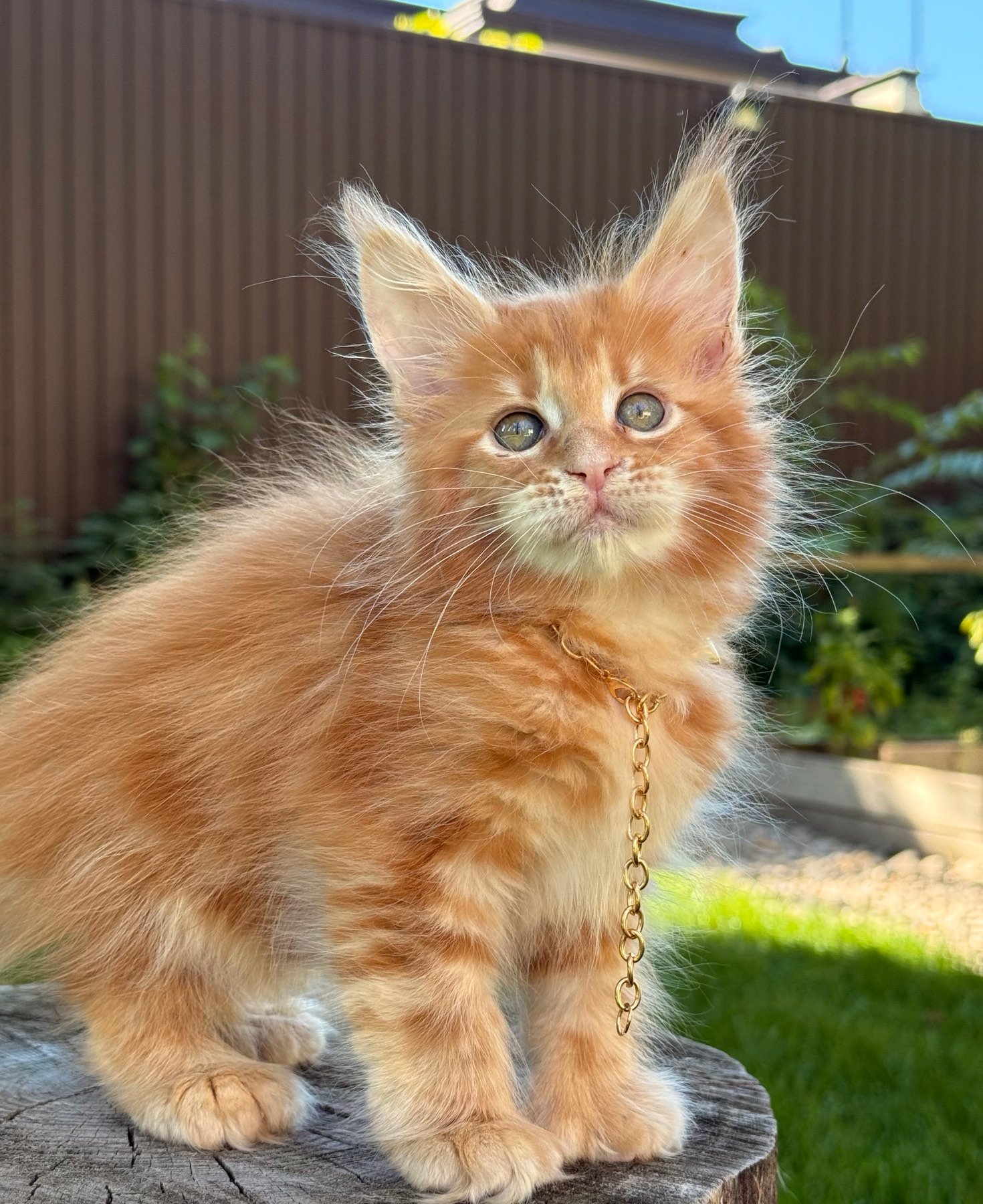 Bamby Maine Coon POLY Male (Available) $3450