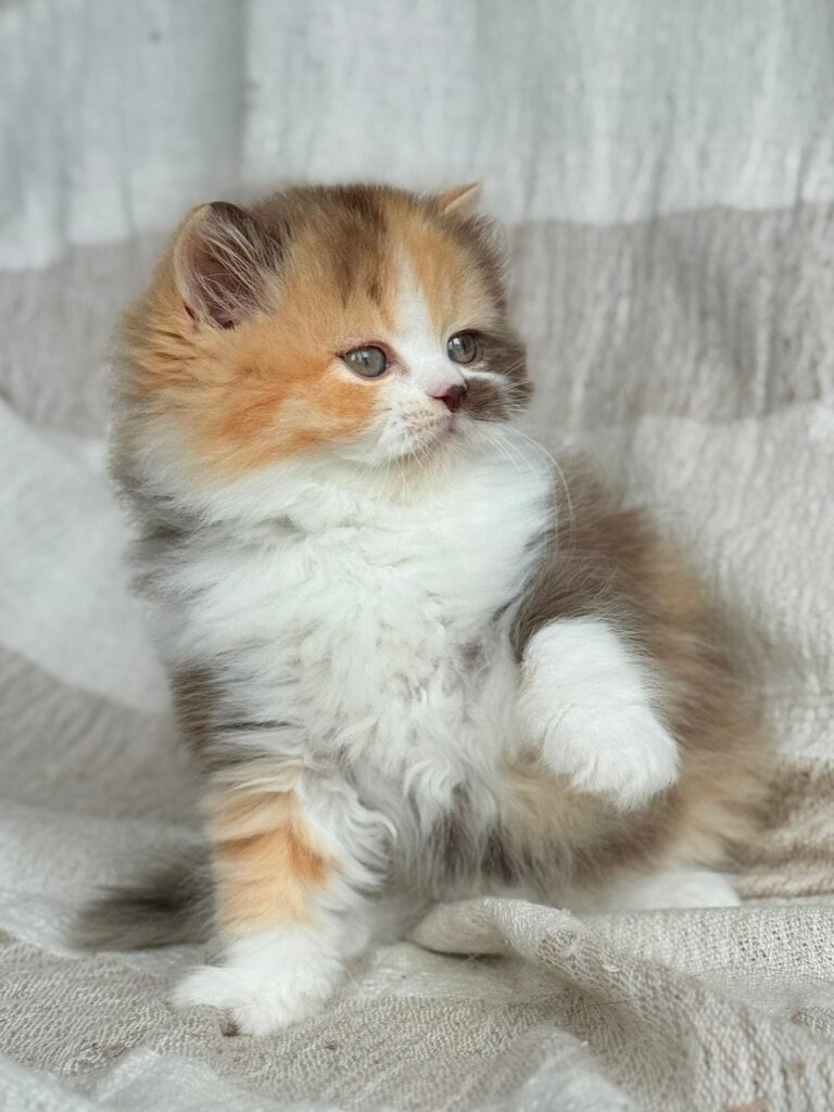 Tata Scottish Straight  Female (Available) $3000