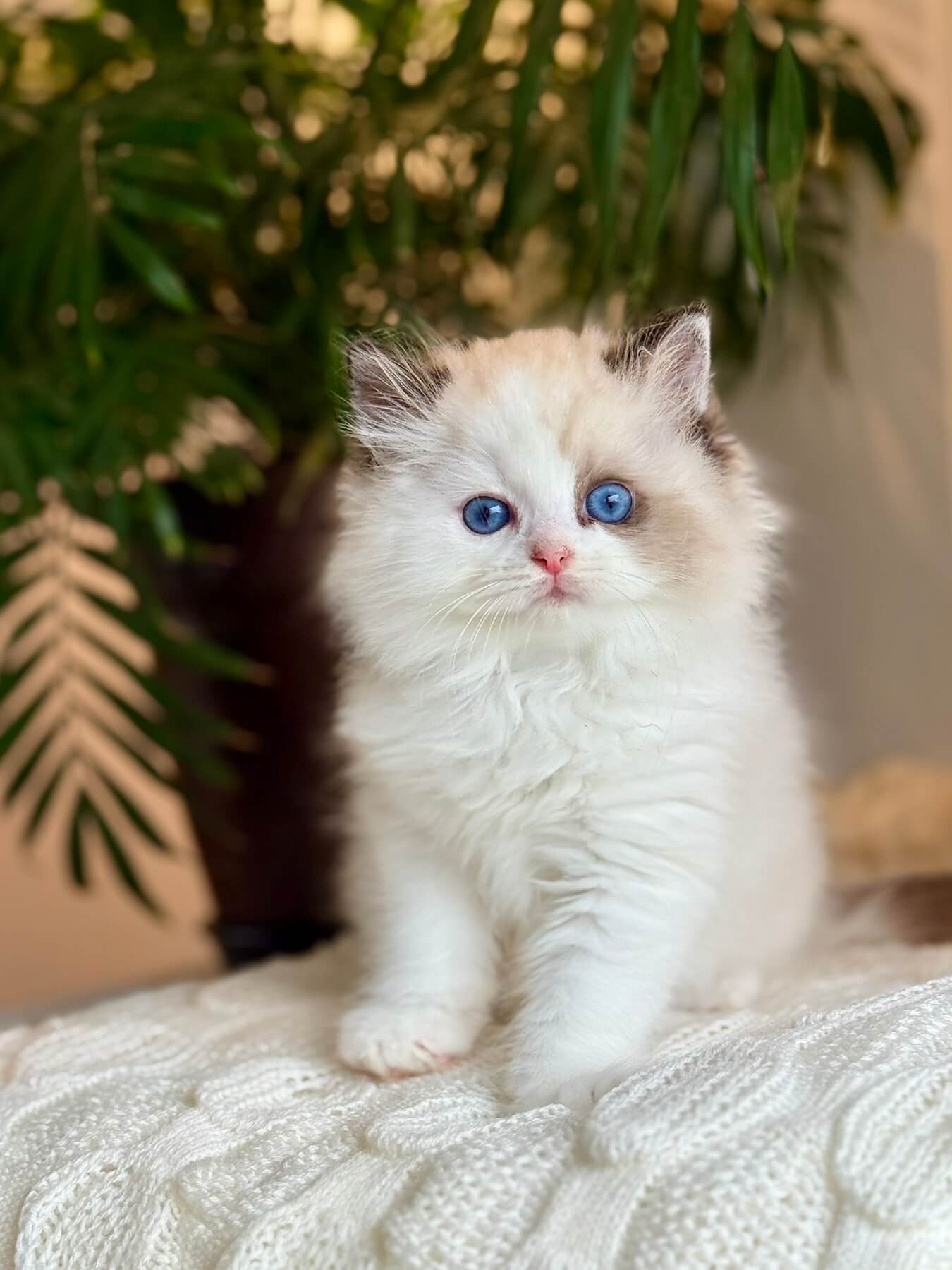 Arnold Ragdoll Male (Available) $3200
