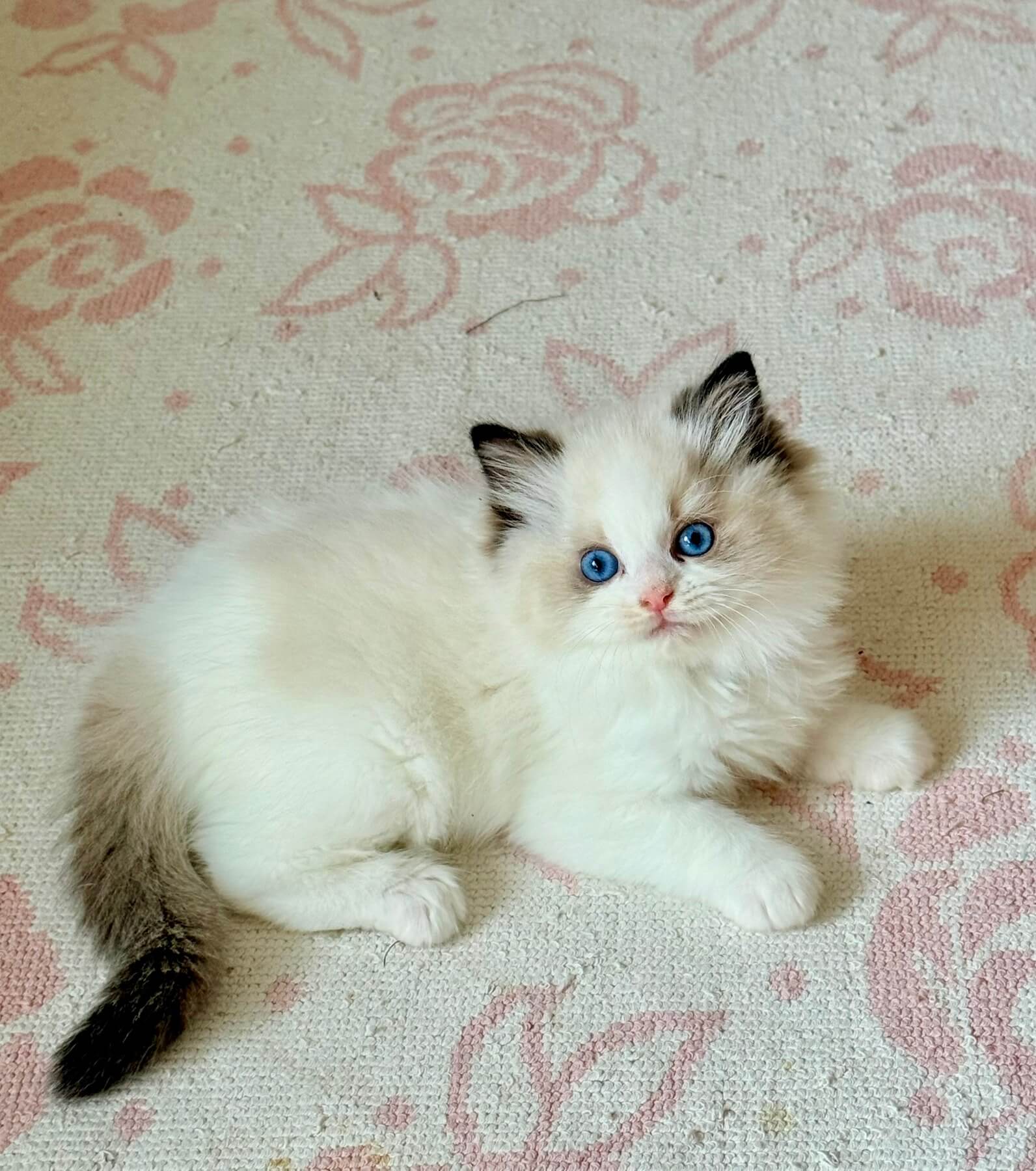 Alice Ragdoll Female (Available) $3400