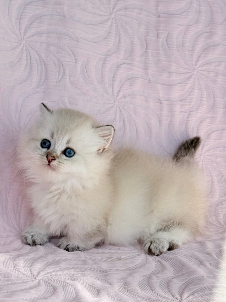 Knopa Munchkin Female (Available) $4200