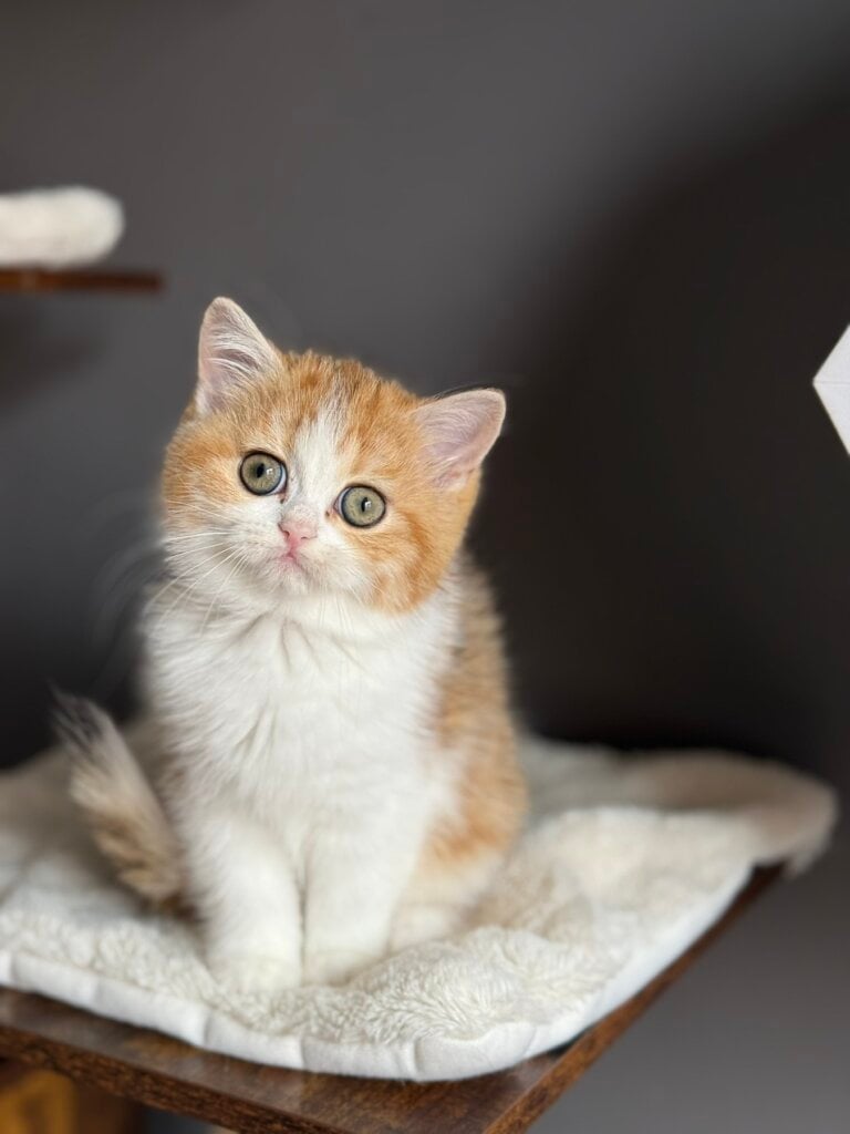 Masha Scottish Straight Female (Available) $2700