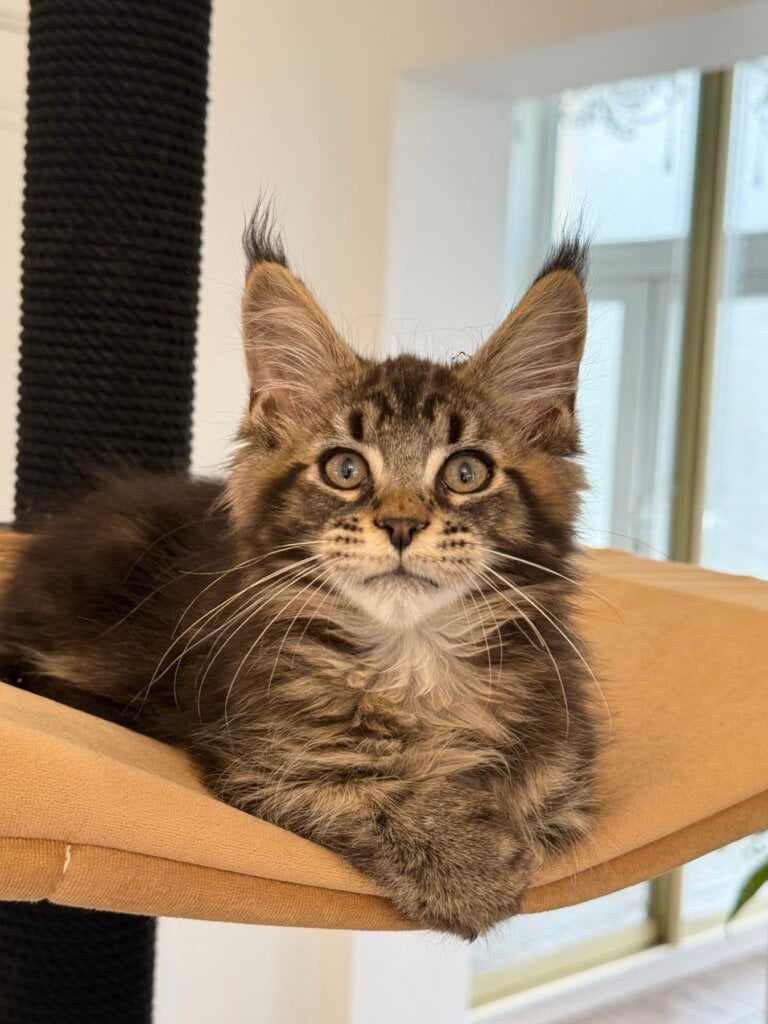 Fabian Maine Coon POLY Male (Available) 00 - photo 1