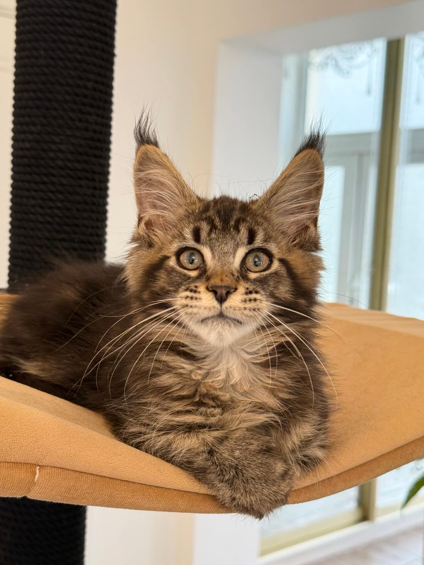 Fabian Maine Coon POLY Male (Available) $3300
