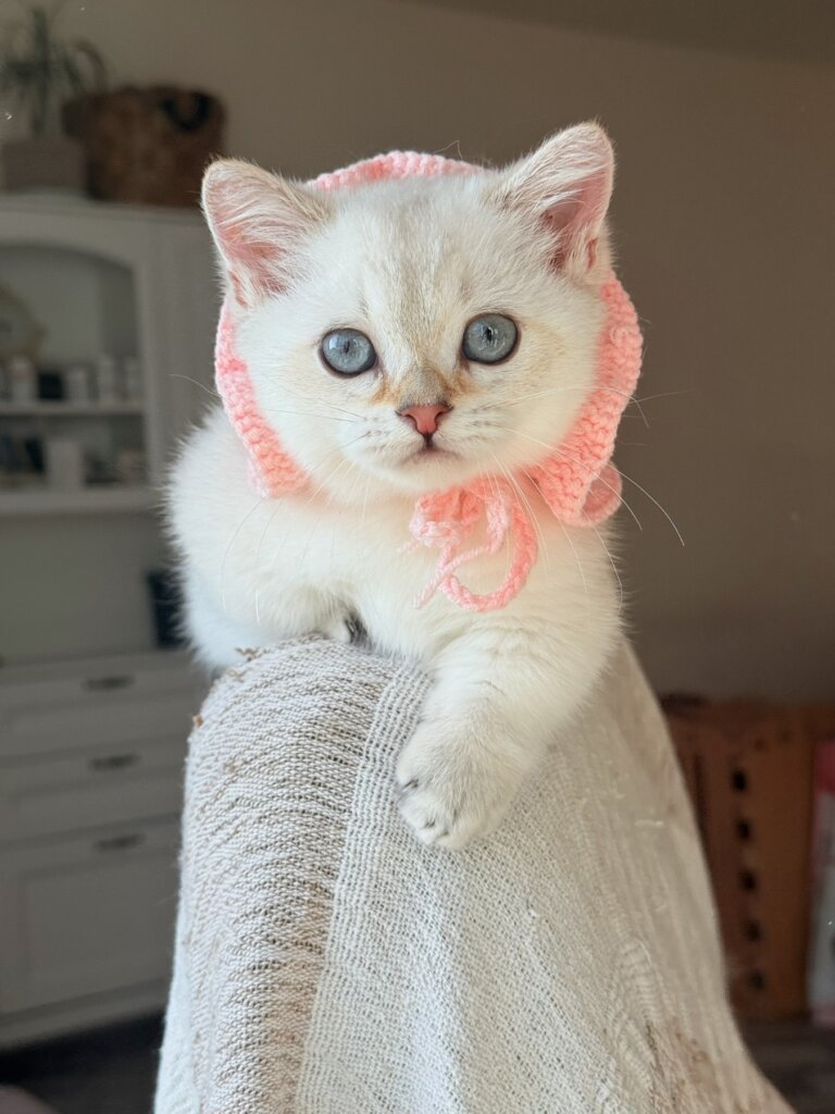 Sharlot Munchkin Male (Available) 00 - photo 1