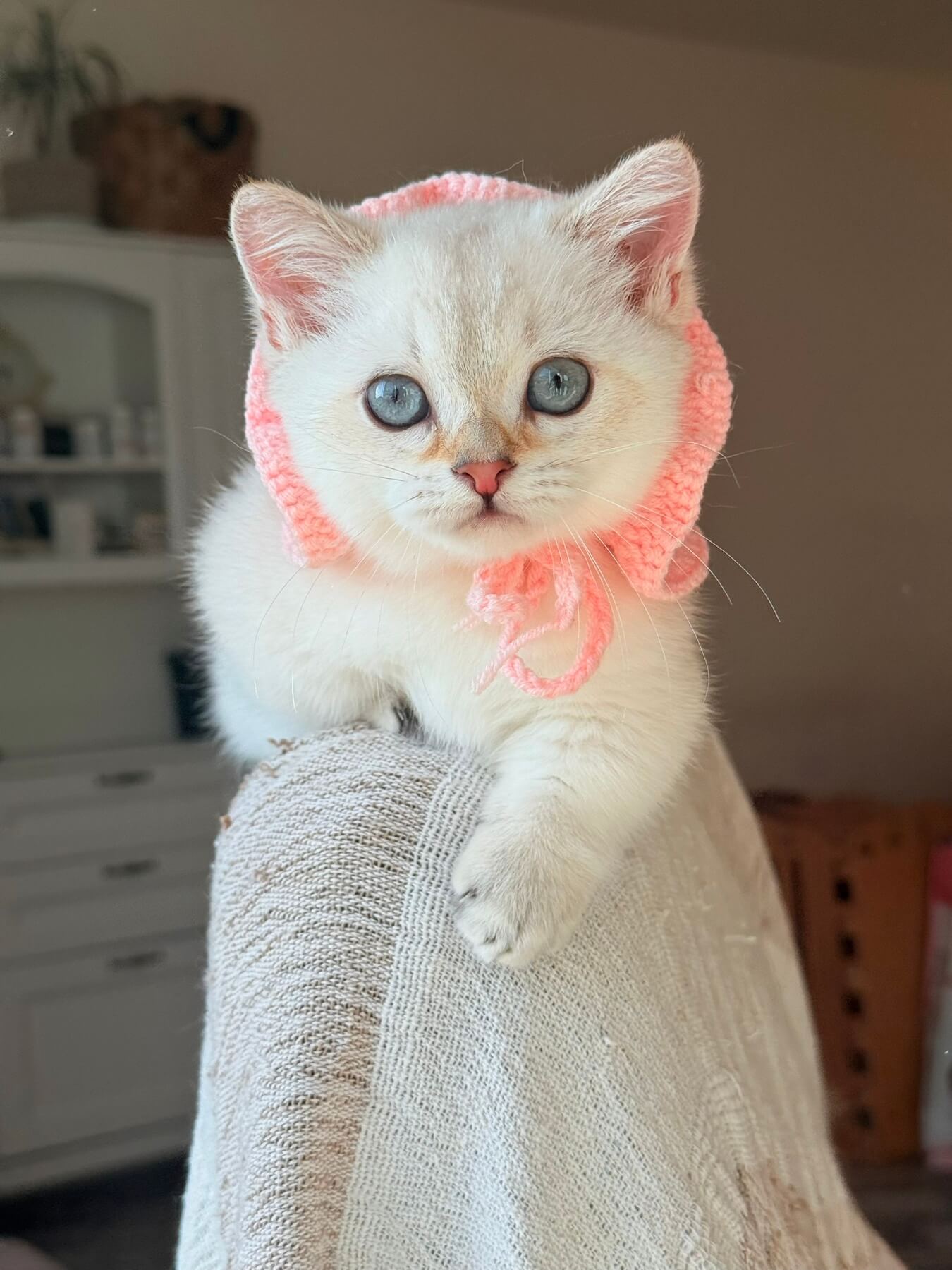 Sharlot Munchkin  Male (Available) $3900