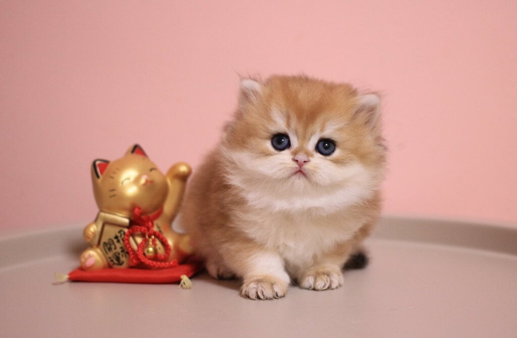 Zifi British Longhair  Female (Available) $2800