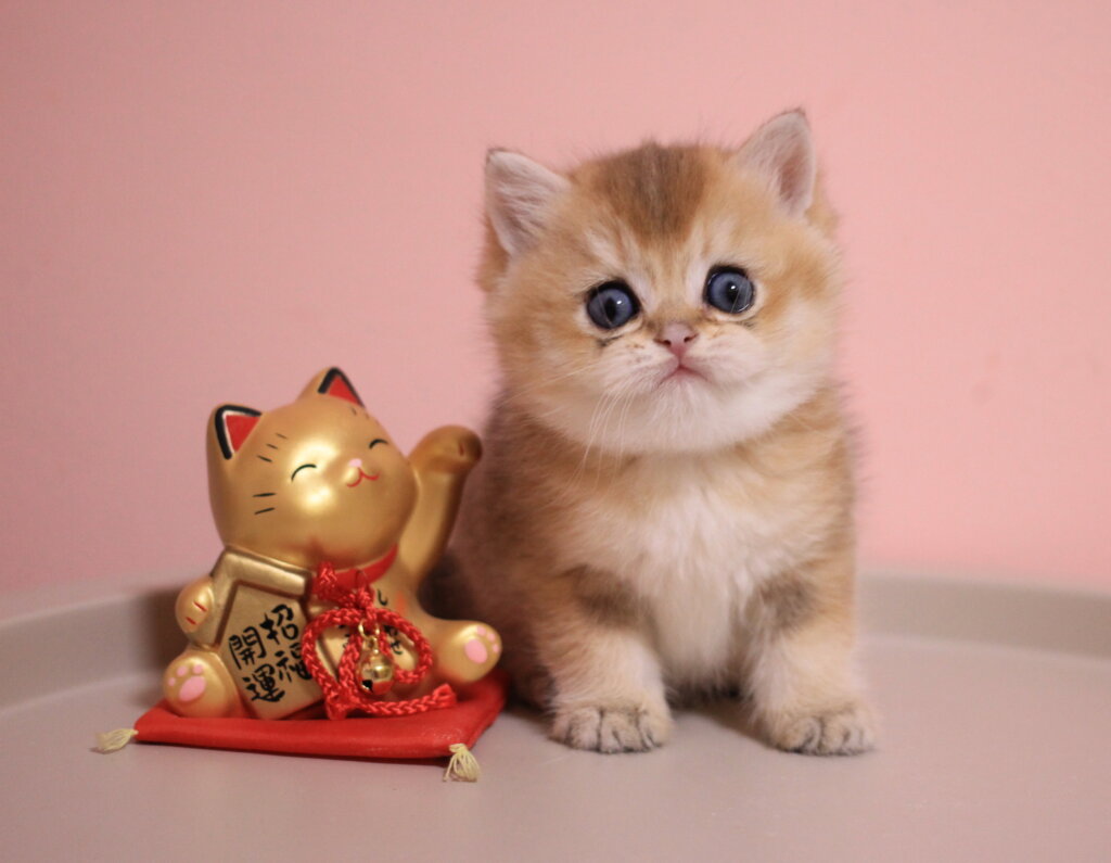 Zahar British Shorthair  Male (Available) $2600